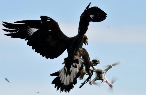 In a Fight Against Drones, French Military Trains Eagles as Aerial Bouncers