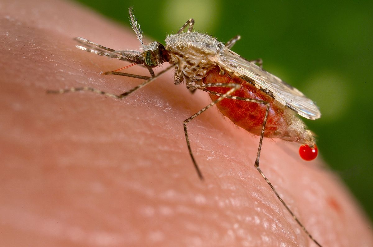 Pioneering Researchers Utilize Satellite Data to Preemptively Curb Malaria Outbreaks