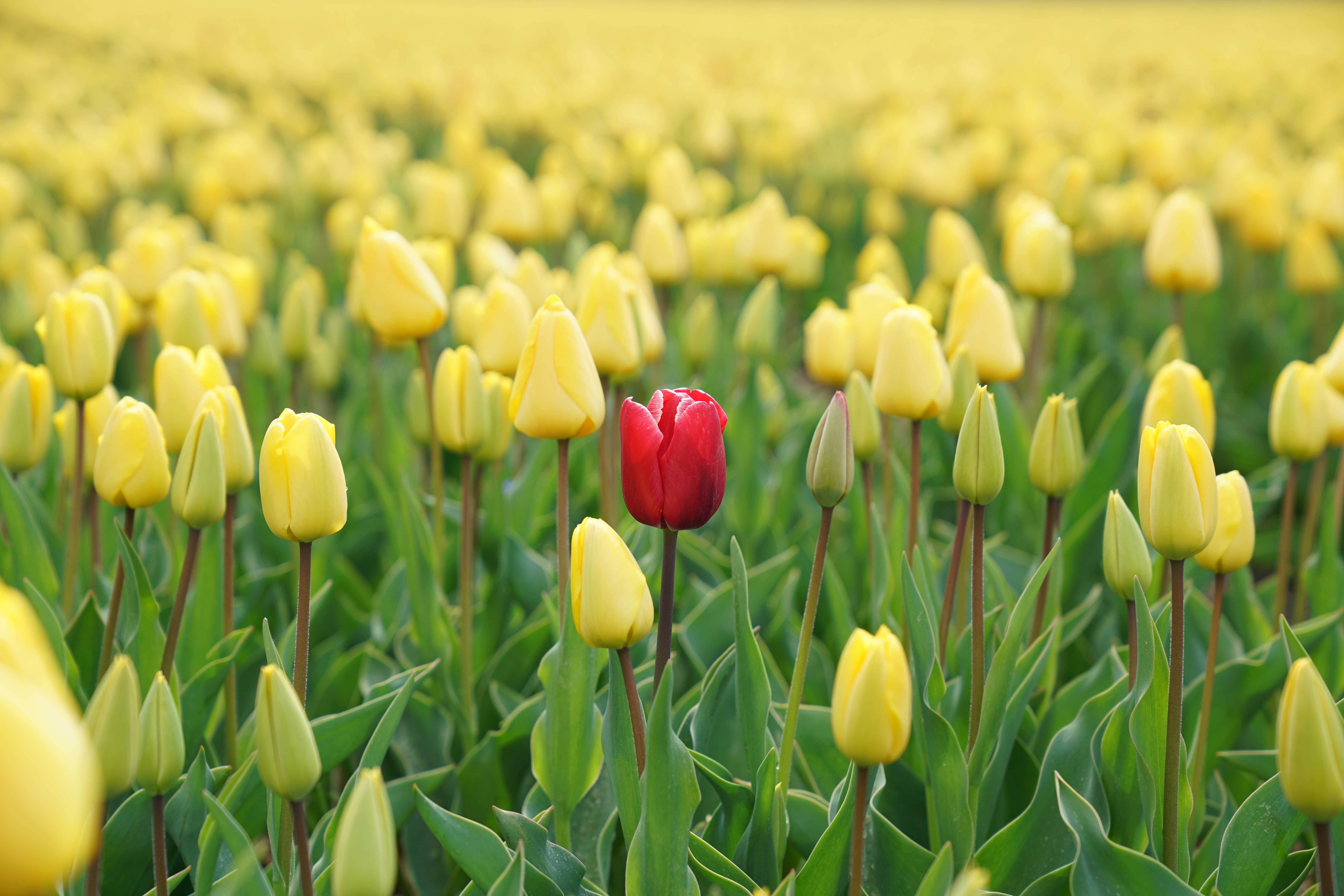 Three Tech Tricks To Make Your Online Business Stand Out