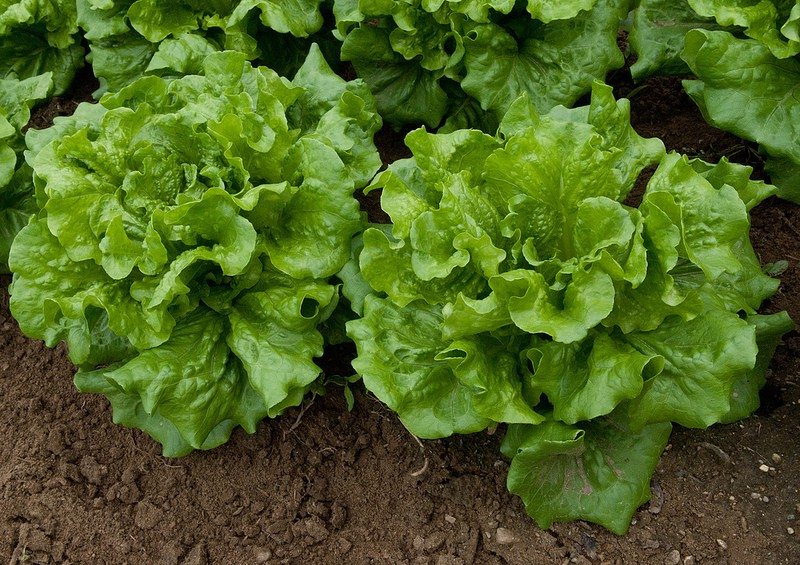 Space Grown Lettuce Just As Safe Earth Grown Says NASA Marking A New Food Era In Space