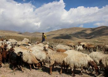 Research Reveals 10,000 Year-Old DNA Genetic Makeup Of Primitive Domesticated Goats