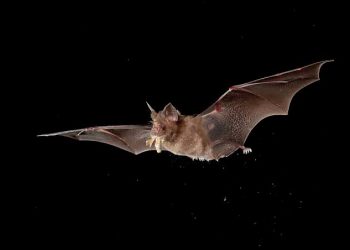 New Discovery Finds The Novel Coronavirus In British Bats