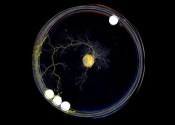 Scientists Discover Brainless Slime Mold That Thinks