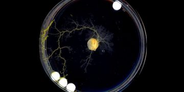 Scientists Discover Brainless Slime Mold That Thinks