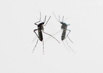 New CRISPR Genetic Tools to Help Contain Mosquito Disease Transmission Created