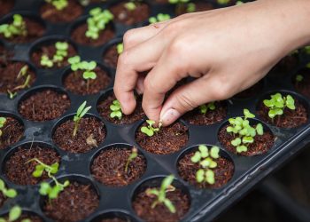 Exploring IoT’s Role In The Future Of Sustainable Food