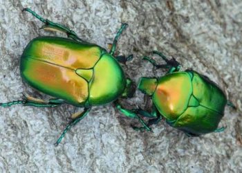 Exotic Beetles Inspire Researchers In Discovering New Cooling Materials