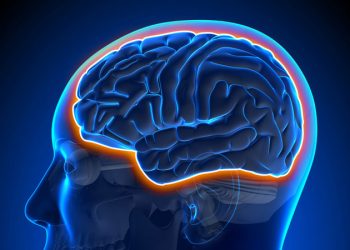 Bristol Academics Discover Gene Targets of Stress Hormones In The Brain That Could Help Prevention And Treatment Of Mental Health Disorders