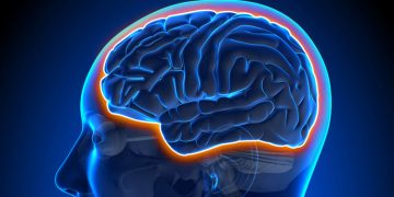 Bristol Academics Discover Gene Targets of Stress Hormones In The Brain That Could Help Prevention And Treatment Of Mental Health Disorders