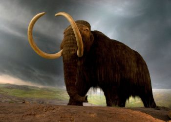 New DNA Research Shows How Giant Woolly Mammoth Became Extinct