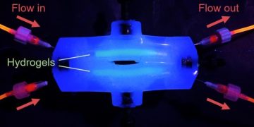 Scientists Develop New Synthetic Biomaterial That Can Repair Hearts, Muscles, And Vocal Cords