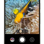 October Pixel Drop: New Features for Pixel Devices Pixel_9_Pro_-_Underwater_Images.width-1000.format-webp