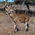 DeerFlow 2.0: ByteDance’s AI Agent Platform Explained 1280px-White-tailed_deer